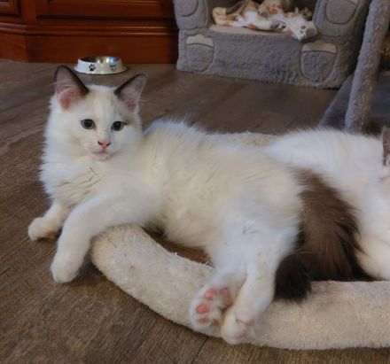 2 Ragdoll Jungs ( M ) suchen ein neues Zuhause ( nur zusammen abzugeben!)