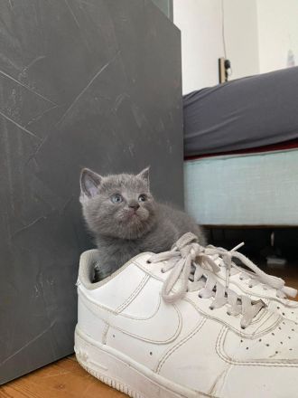 BKH Kitten ab Anfang Oktober