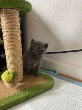 BKH Kitten ab Anfang Oktober