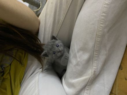 BKH Kitten ab Anfang Oktober