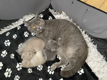 BKH Kitten ab Anfang Oktober