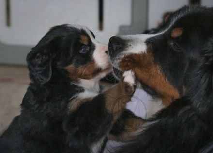 Berner Sennenhund Welpen