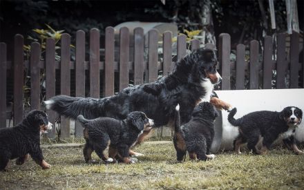 Berner Sennenhund Welpen