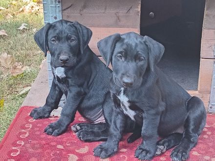 Heideterrier × Deutsch Drahthaarwelpen suchen eine neue Herausforderung