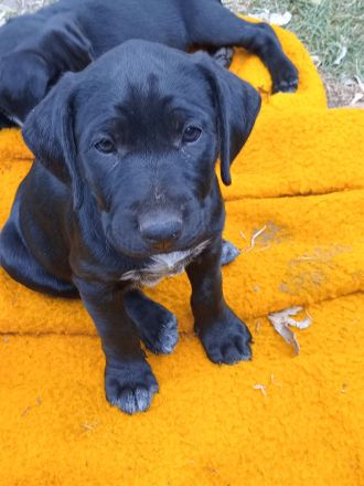 Heideterrier × Deutsch Drahthaarwelpen suchen eine neue Herausforderung