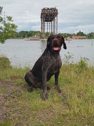 Heideterrier × Deutsch Drahthaarwelpen suchen eine neue Herausforderung