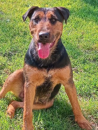 Heideterrier × Deutsch Drahthaarwelpen suchen eine neue Herausforderung