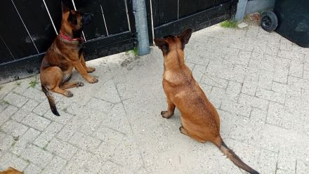 Malinois Schäferhund  19 wochen alt