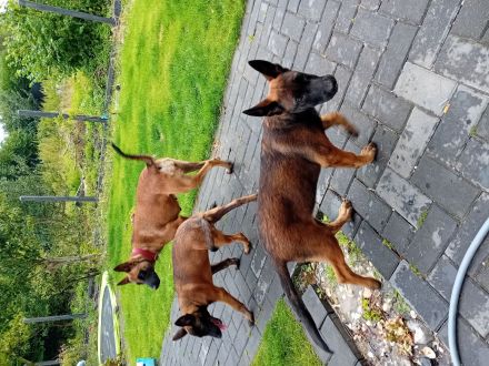 Malinois Schäferhund  19 wochen alt