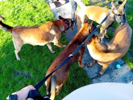 Malinois Schäferhund  19 wochen alt