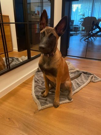 Malinois Schäferhund  19 wochen alt