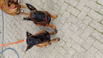 Malinois Schäferhund  19 wochen alt
