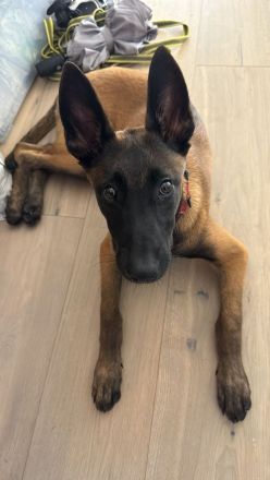 Malinois Schäferhund  19 wochen alt