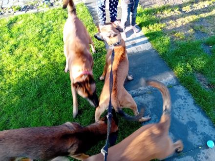 Malinois Schäferhund  19 wochen alt