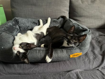 2 Kätzchen / Katzenbabys abzugeben gegen Spende an Tierheim