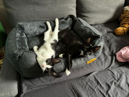 2 Kätzchen / Katzenbabys abzugeben gegen Spende an Tierheim