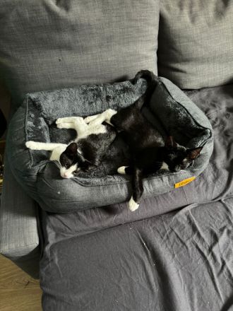 2 Kätzchen / Katzenbabys abzugeben gegen Spende an Tierheim