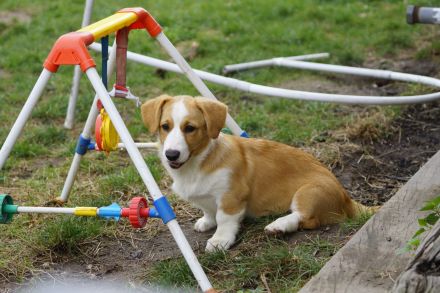 Welsh Corgi Cardigan Welpen aus VDH Zucht