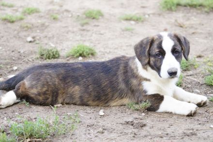 Welsh Corgi Cardigan Welpen aus VDH Zucht