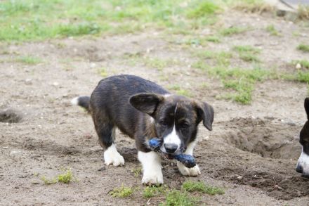 Welsh Corgi Cardigan Welpen aus VDH Zucht