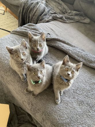 Chartreux – die echten Kartäuser: Kitten und Katze verfügbar