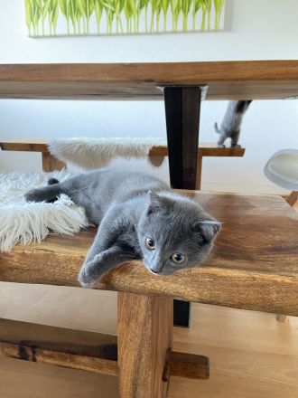 Chartreux – die echten Kartäuser: Kitten und Katze verfügbar