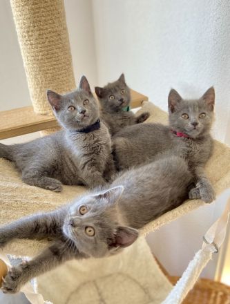 Chartreux – die echten Kartäuser: Kitten und Katze verfügbar
