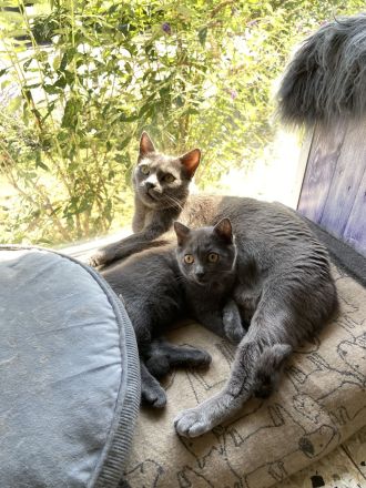 Chartreux – die echten Kartäuser: Kitten und Katze verfügbar