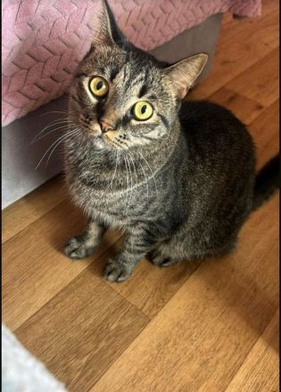 Boncuk geboren am 1.April 2023 sucht Liebevolles zuhause