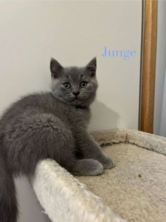 Katzen britisch kurzhaar