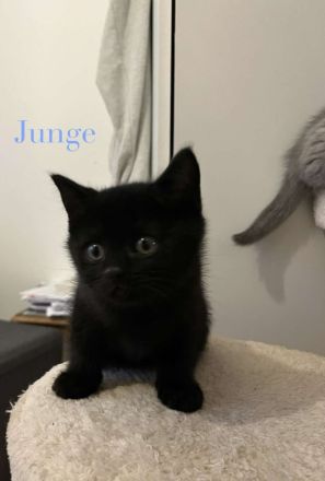 Katzen britisch kurzhaar