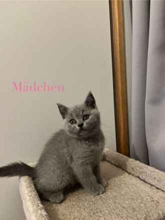 Katzen britisch kurzhaar