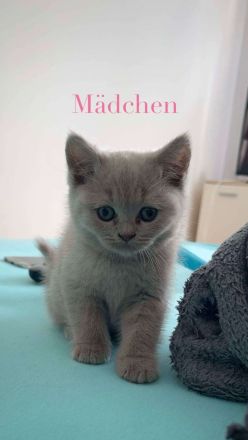 Katzen britisch kurzhaar