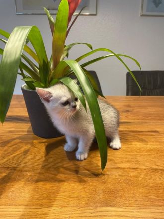 BKH Kitten suchen neuen Kuschelplatz