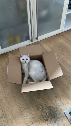 BKH Kitten suchen neuen Kuschelplatz