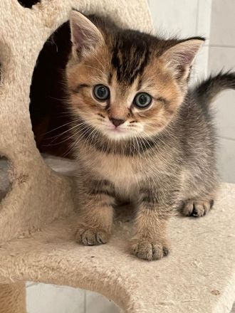 BKH Kitten suchen neuen Kuschelplatz