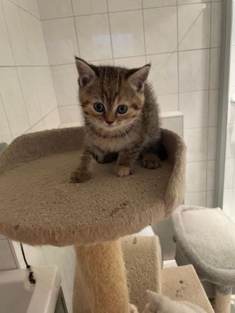 BKH Kitten suchen neuen Kuschelplatz