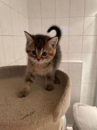 BKH Kitten suchen neuen Kuschelplatz