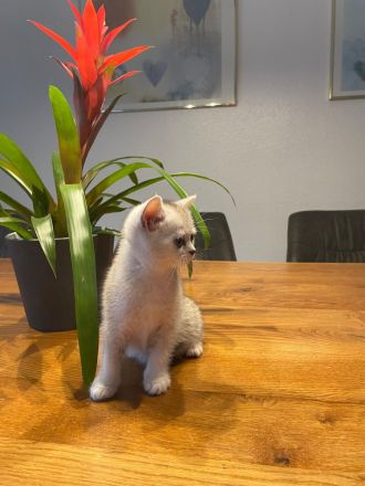 BKH Kitten suchen neuen Kuschelplatz