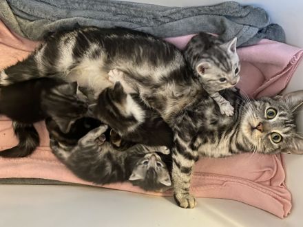 Europäische Kurzhaar Babys mit Stammbaum