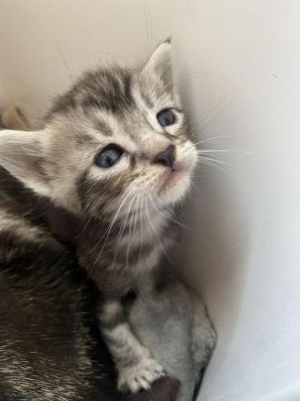 Europäische Kurzhaar Babys mit Stammbaum