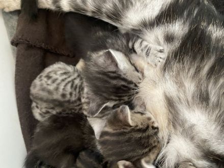 Europäische Kurzhaar Babys mit Stammbaum