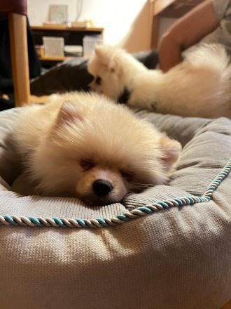 Zwergspitz Welpen Rüden Brüder