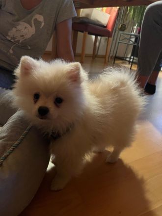 Zwergspitz Welpen Rüden Brüder