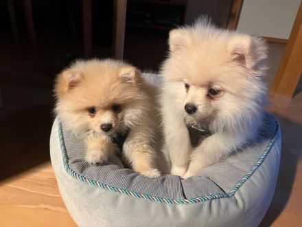 Zwergspitz Welpen Rüden Brüder