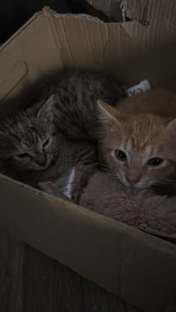 Mascha und Bea 2 Katzengeschwister