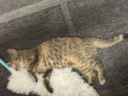 Mascha und Bea 2 Katzengeschwister