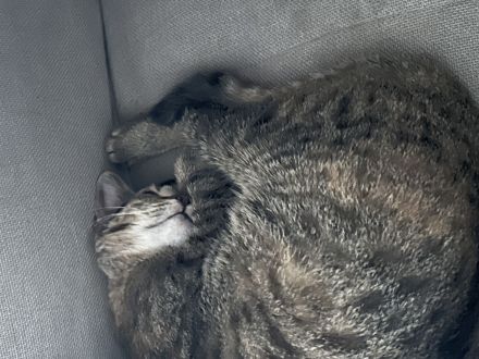 Mascha und Bea 2 Katzengeschwister