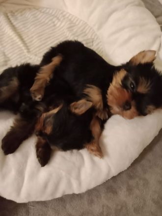 Bildschöne kleine feine Yorkshire Terrier Babys