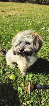 Deckrüde Havanese